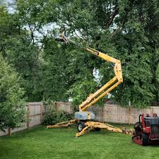 Best Tree Preservation Services  in Yuma, AZ