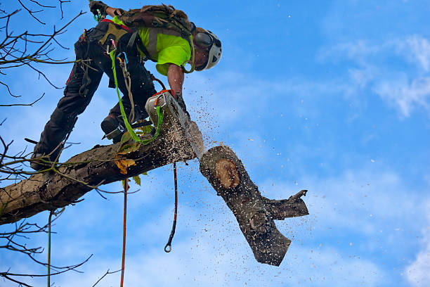 Trusted Yuma, AZ Tree Removal Services Experts